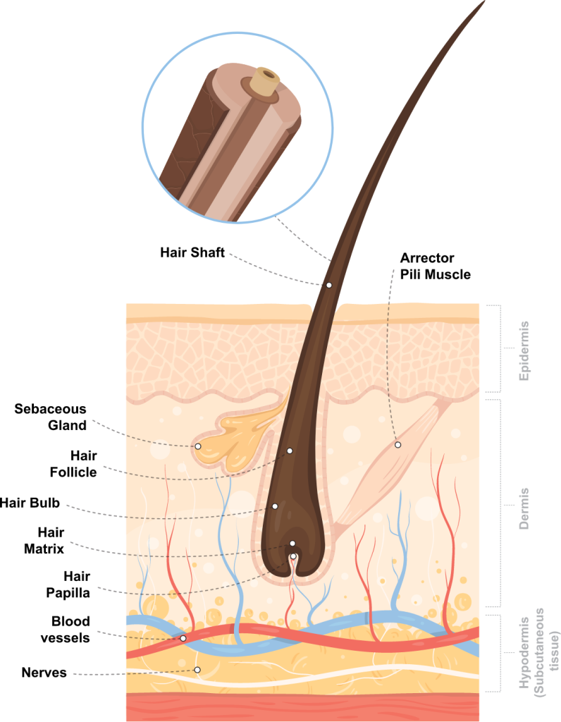 Hair & Skin Anatomy